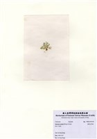 藏品(楔形仙掌藻)的圖片